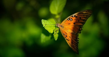 Orange butterfly on leaf